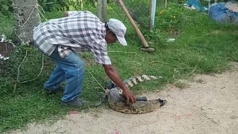 จับได้วันละตัว สองตัว ชาวบ้านผวา จระเข้หลุดฟาร์ม ที่สิงหนคร! 