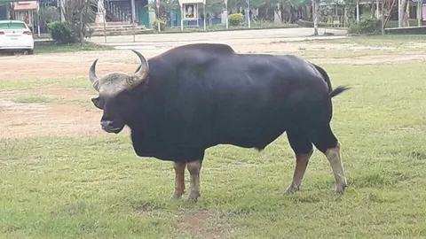 กระทิงหนุ่มหลงฝูง เดินเล่นในหมู่บ้านที่วังน้ำเขียว ทำชาวบ้านแตกตื่น