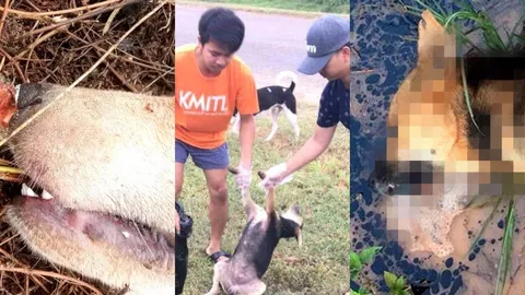 ขุดซากสุนัขตรวจ หลังวิ่งหนีตาย น้ำลายฟูมปาก ถูกเบื่อเป็นศพกว่า 40 ชีวิต