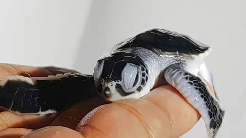 น่ารักน่าเอ็นดู ลูกเต่าตนุออกจากไข่ ตัวแรกในรอบ 10 ปีที่เกาะราชา 