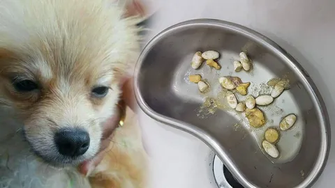 เตรียมส่งยาในท้องหมาปอม ตรวจ จ่อเรียกสอบนักศึกษาแพทย์-โชเฟอร์ บ.ขนส่ง