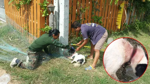 ใครช่างใจร้าย... ใช้เชือกผูกคอหมาเพศเมีย เป็นแผลเหวอะลึกถึงกระดูก