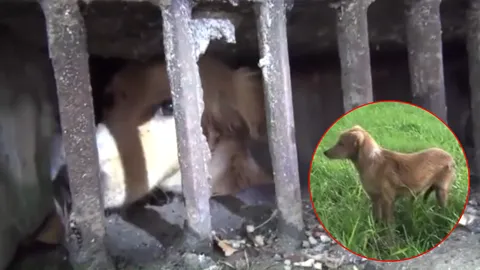 หมาน้อยติดท่อ 2 วัน! ร้องน่าสงสาร ชาวบ้านแจ้งกู้ภัยบ้านบึง ช่วยปลอดภัย (คลิป)