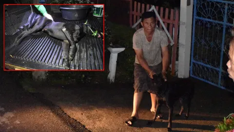 สุนัขพันธุ์ทาง ขย้ำเด็ก1ขวบเจ็บ ครอบครัวสุดทน! ร้อง จนท. ช่วยจับไปดูแล