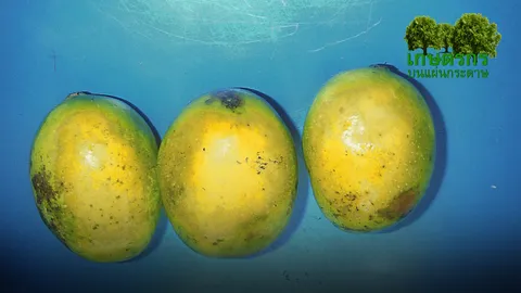 “มะม่วงกะล่อนทอง” กับที่มาพันธุ์หวานหอม