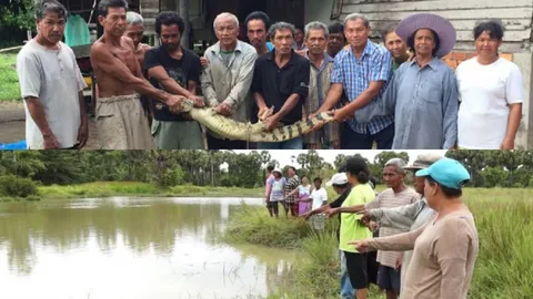 ผวาจระเข้หลุดฟาร์ม!  ไล่จับจ้าละหวั่น เจอแล้วร่วม 30 ตัว ร้อง จนท.ช่วย