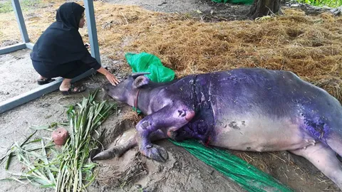 'บุญรอด' ควายท้องแก่แท้งแล้ว หลังบาดเจ็บ ถูก จยย. ชน