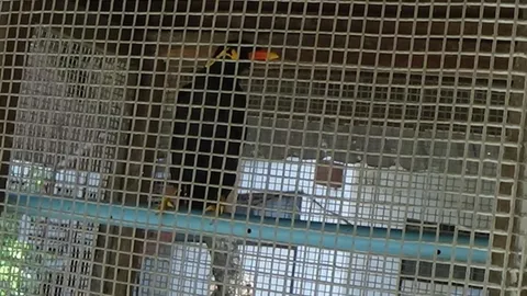 ผู้ใหญ่ไม่อยู่จ้า! นกขุนทองแสนรู้อ่างทอง เลียนเสียงคนได้เนียนสุดๆ (คลิป)