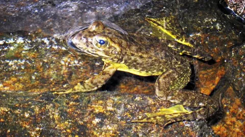 จับกบภูเขาฉีดวัคซีน เพื่อป้องกันการใกล้สูญพันธุ์