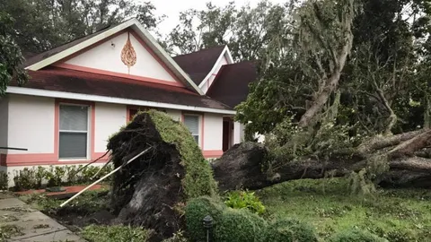 ผลงานเฮอริเคนเออร์มา วัดไทยในฟลอริดา ไม่รอด ต้นไม้ใหญ่ขนาดนี้ยังล้ม