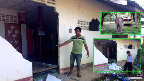 โมโหหิวพลังช้าง! ช้างป่าละอู หลุดป่า พังกำแพงบ้านทะลุ 'ป๋มจะกินกล้วย'