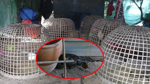 เจ้าของแทบช็อก เปิดเล้าไก่ เจอไอ้โต้งที่เลี้ยงไว้ กลายร่างเป็นงูเหลือม