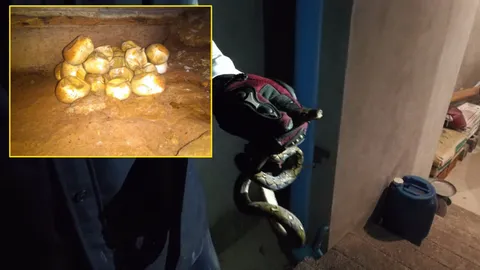 ผวา! กองทัพงู ซุกใต้บ้านหรู มุดโพรงดูแทบร้อง เจอไข่ฟักแล้วเกือบ50ฟอง