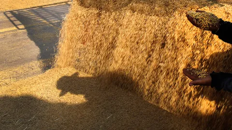 "วีออร์ แกนนิก" ส่อทุจริตข้าว