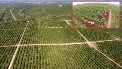 ส.ป.ก. แจงรื้อ 'สวนส้มธนาธร' เพียง 120 ไร่ ชี้คุยเจ้าของสวนส้มแล้ว