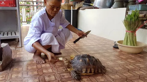 ถุงเงินจ๋า งวดนี้เลขอะไร! อัศจรรย์เต่าวัดอาศัยอยู่กับแม่ชี คาบหวยสุดแม่น 