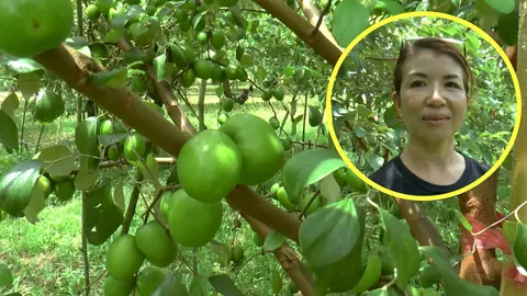 พุทราพารวย แม่ลูกพะเยาปลูกพันธุ์ซือหมี่ ลูกใหญ่-ไร้สาร ปีเดียวขาย2ล้าน