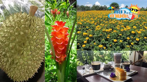 ปอกเปลือกทุเรียน'พบพระ' จิบกาแฟ..(แล)ดอกไม้งาม