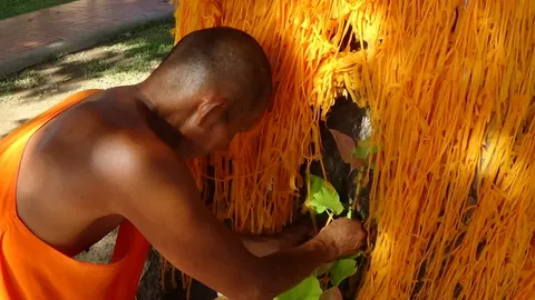 ฮือฮาต้นโพธิ์สีชมพู ขึ้นอยู่หลังพระบาท พระนอนวัดขุนอินทประมูล คนไหว้ขอโชค