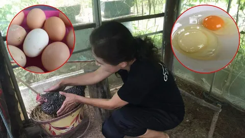 ไข่แดงไม่แดง? จากแม่ไก่บาร์พลีมัธร็อค ที่สุราษฎร์ฯ ขาวยันเปลือก