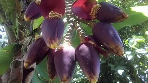 ชาวเชียงดาว สุดฮือฮา! กล้วยประหลาด ออกหัวปลีถึง 8 หัว แห่ขอเลขเด็ด (คลิป)