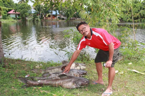 ตายเป็นตัน! อากาศแปรปรวน สระน้ำวัดป่าอัมพวันปลาลอยอืดเกลื่อน