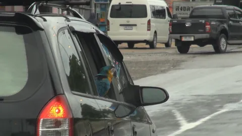 น่ารักเกิน นกแก้วมาคอว์นั่งรถเล่นรอบเมืองหาดใหญ่ ใครเห็นเป็นต้องรัก (คลิป)