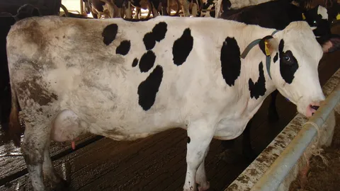 ไทย เพิ่มนำเข้านมพร่องมันเนยจากออสซี่ จับตาอุตสาหกรรมโคนม กระทบเต็มๆ