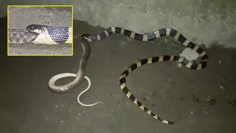 งูกินงู! ชมคลิป วินาทีชวนขย้อน เมื่องูแมวเซาค่อยๆ กลืนเพื่อนร่วมสปีชีส์ลงท้อง