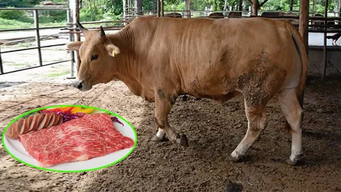 โคเนื้อกำแพงแสนรุกตลาด ชูระบบตรวจสอบย้อนกลับ