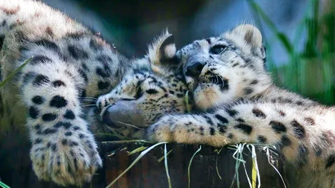 เล่นซุกซนจนหลับ