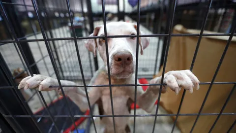 ตร.จีนจับสัตวแพทย์ใจโหด รับตัดเส้นเสียงสุนัข