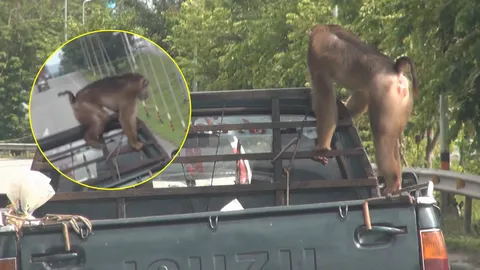 ซิ่งเลยลูกพี่! เปิดภาพน่ารัก ลิงกังท้ายรถกระบะ ที่ใครเห็นต้องหลงรัก (คลิป)
