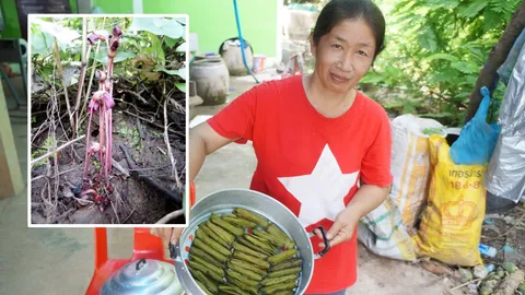 มีให้กินปีละครั้ง ขนมดอกดินสุโขทัย ของหายากขึ้นในป่าเขาพระแม่ย่า