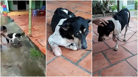 อาสาสมัครซอยด็อกเวียดนาม เจรจา 'ป้าไล่ฟันขาหมา' หวังพารักษา หาบ้านใหม่