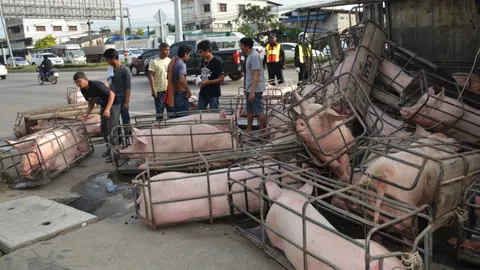 รถหมูคว่ำ ไปไม่ถึงโรงเชือด เทกระจาดแม่พันธุ์ปลดระวาง ร้องกันลั่นถนน 