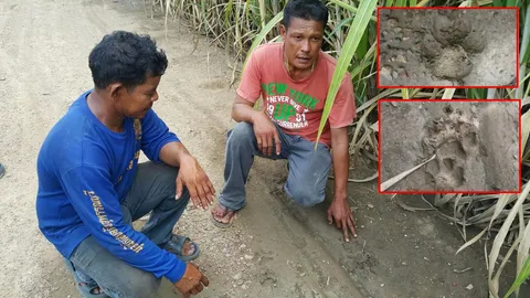 ผวา! ชาวสุพรรณบุรี พบรอยเท้าเสือจำนวนมากบริเวณไร่อ้อย เตือนให้ระวัง