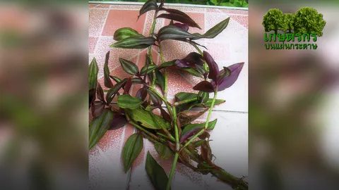 "ก้ามปูหลุด" แก้ปวดข้อแผลไฟไหม้