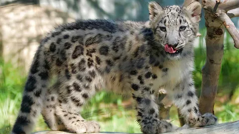 จัด "เสือดาวหิมะ" อยู่ในกลุ่มสิ่งมีชีวิตที่เกือบใกล้สูญพันธุ์