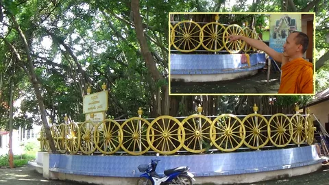 เสี่ยงโชค44 เลขเกวียนทองล้อมไทรยักษ์ ฝังวัตถุมงคล กุศโลบายอดีตเจ้าอาวาส