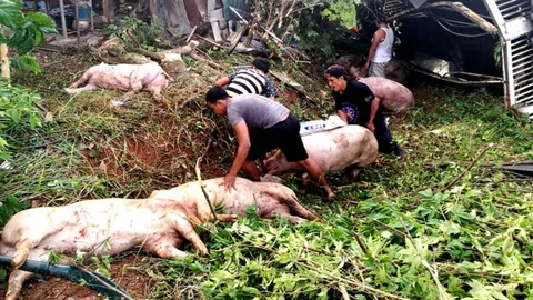 ร้องลั่นถนน! รถส่งหมูพลิกคว่ำ อัดแน่นมาในรถ ตาย16 เจ็บ51ตัว 