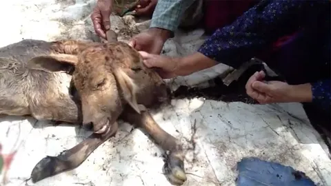 เซียนหวยตะลึง! คลอด'ลูกวัว 2 หัว' แห่กราบไหว้ ทาแป้ง ตีเลข 25-52-76