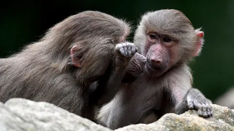 พักจากสู้กันเหนื่อยตามประสาวานรจอมซน