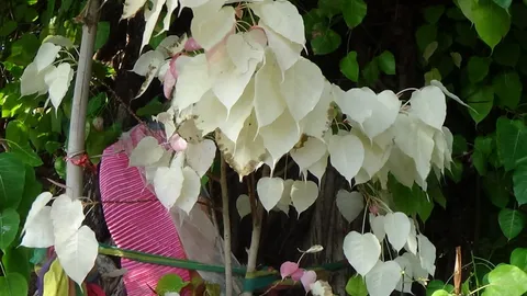 มีคนถูกหวยหลักล้าน ชาวบ้านแห่ขอโชค ต้นโพธิ์ใหญ่100ปี ผุดใบสีขาวนวล (คลิป)