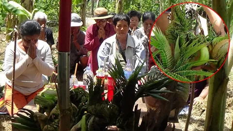 ฝันเห็นพ่อปู่ศรีสุทโธบอกใบ้ให้เลข เช้าเจอพญานาค 3 ตน ที่ต้นมะพร้าว 