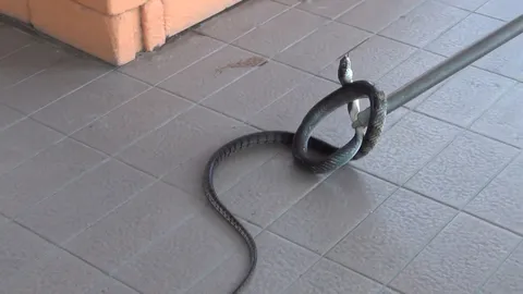 งูเห่าโผล่! ต้อนรับ 2 รองนายกหาดใหญ่ แผ่แม่เบี้ยเลื้อยเข้าเทศบาล