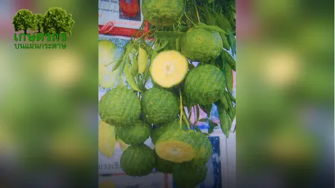 “มะกรูดหวาน” กับที่มาพันธุ์น้ำอร่อย