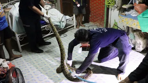 เกือบมีงูนอนเป็นเพื่อน ไอ้หลามเลื้อยเข้าห้องสาวใหญ่ โชคดีมาเจอก่อน