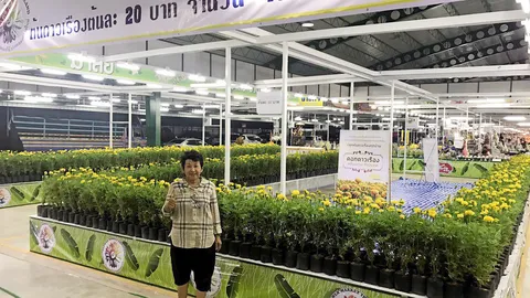 ตลาดปากคลองใหม่จับมือเกษตรกร ขายต้นดาวเรืองราคาถูก 