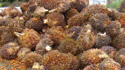 ชาวสวนเซ็งราคาปาล์มดิ่งลงเหว